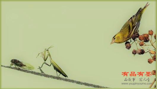 螳螂捕蝉